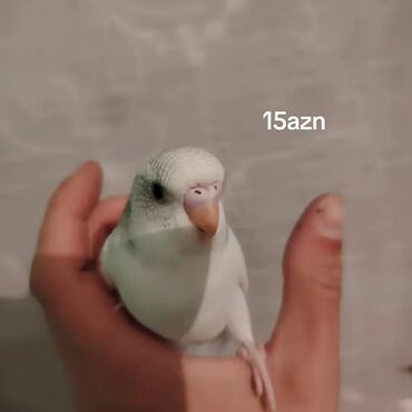 papuqay quş: Etrafli melumat üçün vp da aktif 🫶🏻🦜