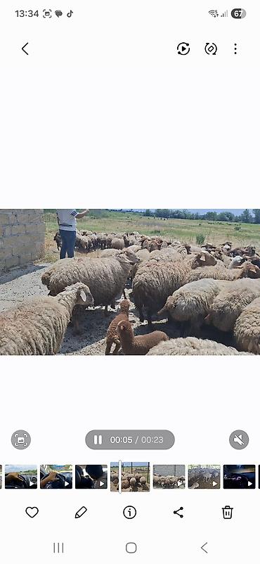 Mal-qara: Dişi, il: 10, 50 kq, Damazlıq, Ünvandan götürmə — 9