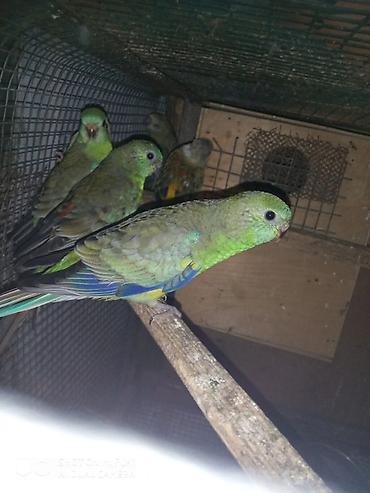 попугай ара цена: Super valnistıy məhəbbət tutuquşları papuqay ları 8 man Çex jumbo — 5