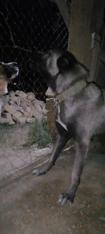 İtlər: Kanqal, 2 ay, Erkek, Peyvəndli, Rayonlara çatdırılma, Ünvandan götürmə, Ödənişli çatdırılma — 10