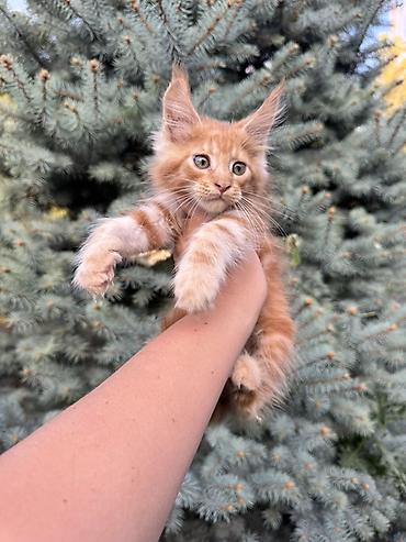 котенок мейн кун: Породистый котёнок Мейн-кун, окрас рыжий (red classic tabby). На фото — 4