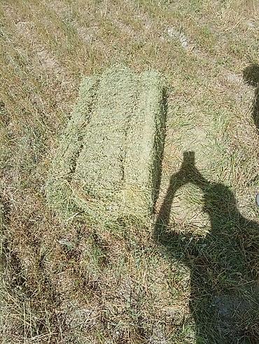 корм для несушек: Ассалам алейкум жамат тук сатылат полядан 250 дон ровныйда сугарылган — 3
