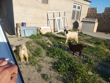 Keçi, çəpiş: Dişi, il: 1, 30 kq, Damazlıq, Ətlik, Ünvandan götürmə, Ödənişli çatdırılma