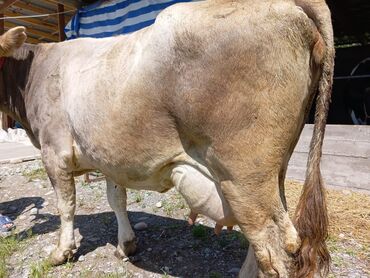 сколько стоит корова в кыргызстане 2023: Продаю | Корова (самка) | Швицкая | Для молока | Стельные, После отела