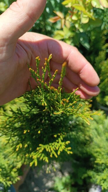 Декоративные деревья: Саженцы деревьев: Туи, Самовывоз — 10