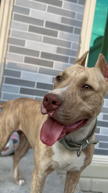 cütləş: Pitbul, 2 il, Dişi, Cütləşmə üçün
