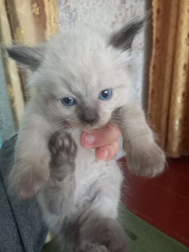мейн кун бишкек 😺 питомник lyubushka 🐈 купить котенка 🐾 цена фото: Домашние котята бесплатно
