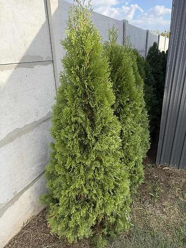 krasula cena: TUJE SMARAGD 100CM | Na prodaju tuje smaragd na stanju 50 komada, za — 2