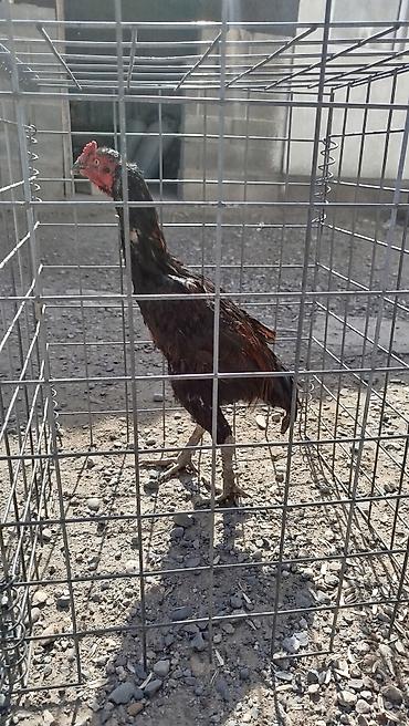 леггорн бишкек: Дакан короз сатылат активный алмашу жолдору бар адрес Бишкек Заря — 2