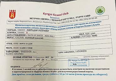собака золотистый ретривер: Лабрадор-ретривер, 2 года, Самка, С прививкой — 9
