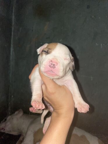 pulsuz it verilir: Pitbul, 1 ay, Erkek, Peyvəndli, Ünvandan götürmə, Ödənişli çatdırılma