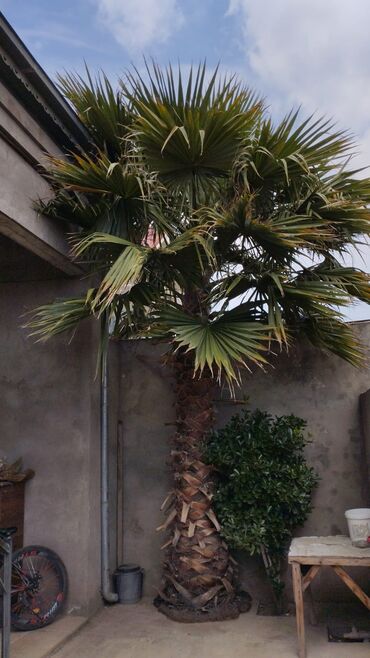 ev bitkisi: Palma satilir.Mehdiabad qesebesinde yerlesir unvandan goturulme