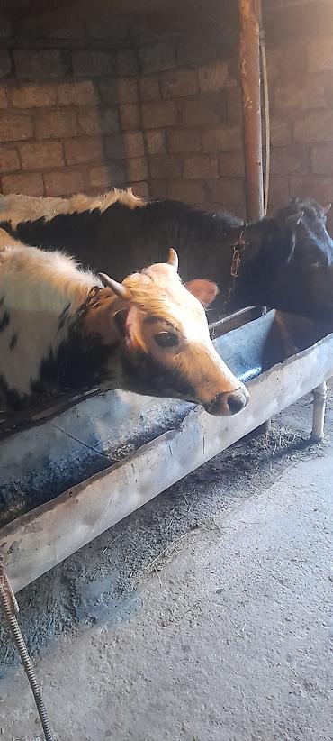 Dana, buzov: Malar satılır 2 dənə sağlamlıq düyədi.1kəsimə yarıyır.qiymət3100 — 1