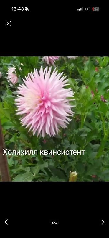 синеножки грибы: Георгины — сортовые делёнки/клубни Представлены проверенные — 8