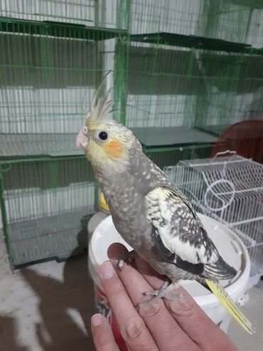 pişik üçün qab: Növ: Nimfa (Cockatiel) tutuquşu Rəng: Boz əsas tonlu, qanadlarda