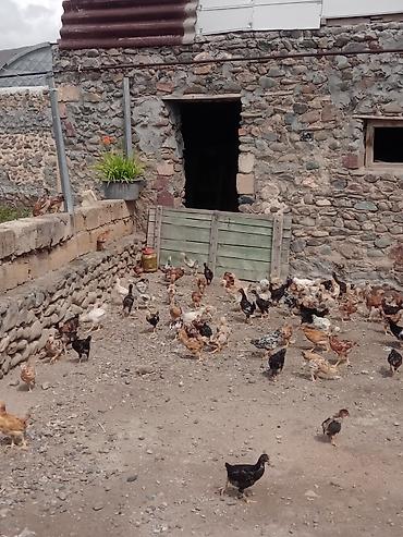 at satıx: Toyuq cücələri, Ətlik, Ünvandan götürmə — 5