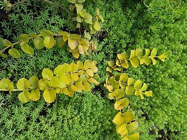 Гортензия: Садовые многолетники — 15