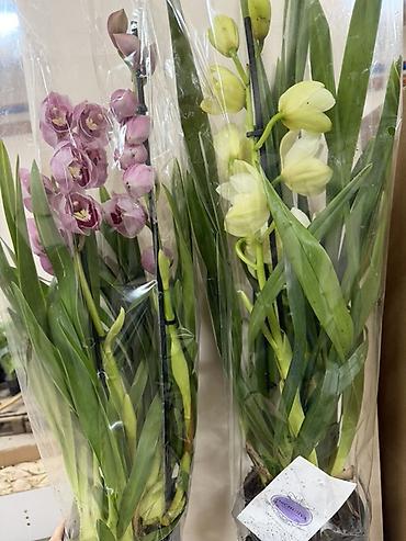 орхид: Орхидея Цимбидиум в горшке - Разновидность: Cymbidium (симподиальная — 1