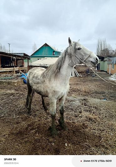 Лошади, кони: Продаю | Кобыла (самка) | Рабочий — 3