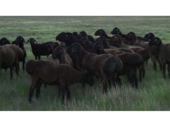 продажа баранов в бишкеке: Продаю | Баран (самец) | Гиссарская | Для разведения, На забой | Племенные