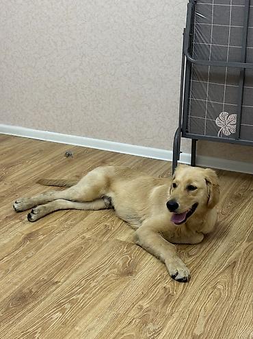 labrador retriever: Retriever, 5 ay — 5