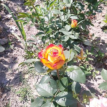 Декоративные деревья: Рассада деревьев: Туи — 3