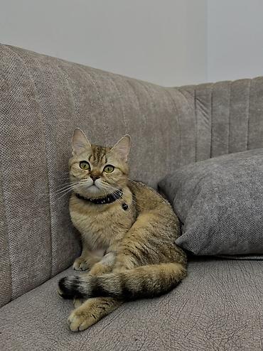 Кошки: Британская, Самка, В добрые руки, Платная доставка, Самовывоз — 1