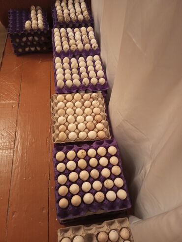 Yumurta: Salam kent toyuqunun yumurtaları satilir100%mayali yumurtalardi ordey