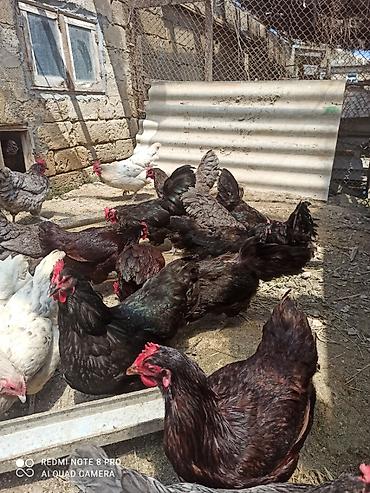 satılan atlar: Toyuq, Australorp, Damazlıq, Ödənişli çatdırılma, Ünvandan götürmə — 7