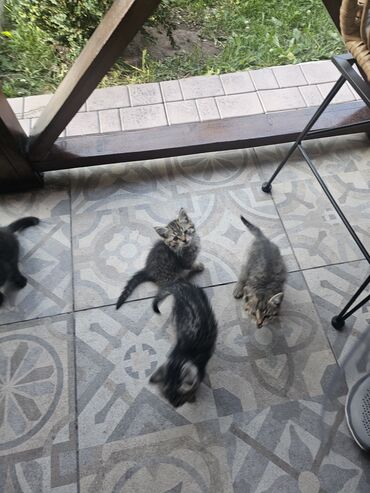 отдам кота я его боюсь: Кошка даром: Беспородная, 2 месяца, Мальчик