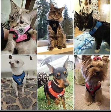 Зоотовары: Одежда для кошек и собак. Все НОВОЕ РАЗМЕР И ЦЕНА УКАЗАНЫ НА ФОТО — 23