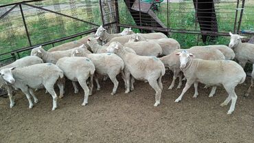 Другие животные: Срочно продаю овцы меринос годовалые молодые жырные( на забой)( или