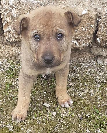 İtlər: Alman çoban iti, 2 ay, Erkek, Ünvandan götürmə — 14