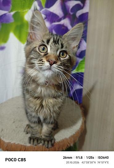 кошка сокулук: Гиганты Кошачьего мира❤️ Мейн-Куны❤️❤️❤️Монопольный Мини питомник — 4