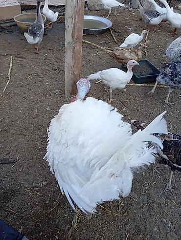 binə atciliq: 1 ədəd 14 ayliq ərkey hinduşka diri çəkisi 11 manata 12-15kiloqram — 5