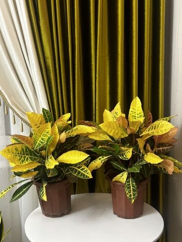 стол пишет: 🌿 Продаются декоративные растения кротон ✨ Яркие и эффектные