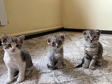 Продаю котят- Мама шотландская вислоухая - Окрас: серебристый и at lalafo.kg Продаю котят- Мама шотландская вислоухая - Окрас: серебристый и