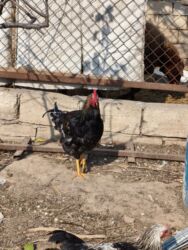 Xoruzlar: Xoruz, il: <1, Ünvandan götürmə — 4