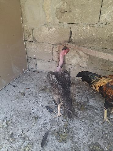 ayam serama: Toyuq, Damazlıq, Ödənişli çatdırılma — 4