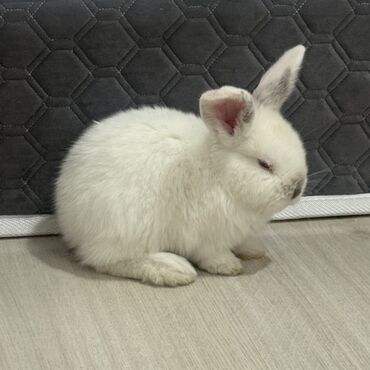 кролик рекс: Милый декоративный кролик белого окраса. Характеристики: - Порода