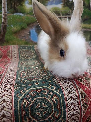 Dovşanlar: Dovşan Ag kariçni Yarı cırtdan çox gözəl Sort dovşandı. Şəkillərdə — 8