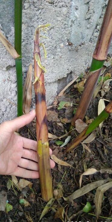 Декоративные деревья: Бамбук для сада и удочек. Саженцы. Идеален для изготовления удочек — 3