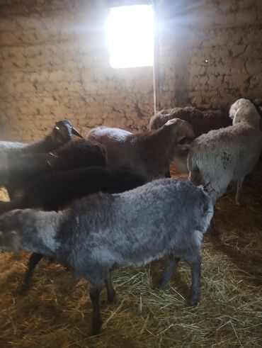 Бараны, овцы: Продаю | Баран (самец) — 7