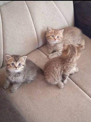 Mačke: U ponudi dva prelepa legla britanskih kratkodlakih macica. Vakcinasani