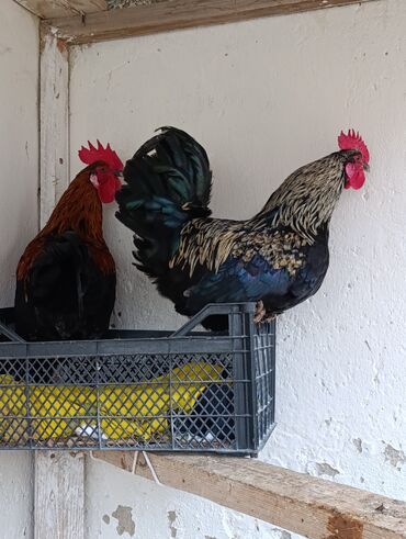 Xoruzlar: Saf qanlı Astralorp xoruzlar cütü 80 azn - Növ: astralorp cinsi — 15