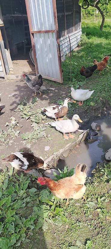 ordək balası və cucə: 4 ana 21 böyük bala 14 balaca analar yumurtlayir Pekin ördəkləri — 2