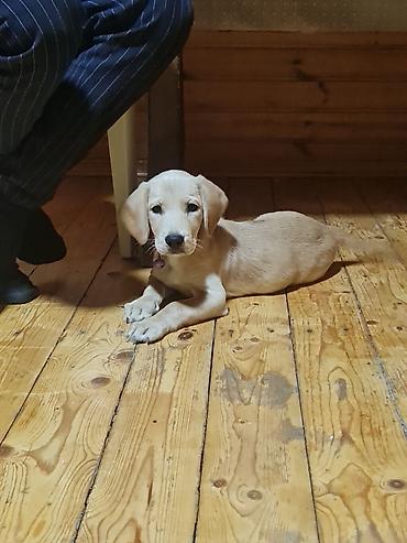 dişi it adları: Labrador-retriver, Erkək — 1