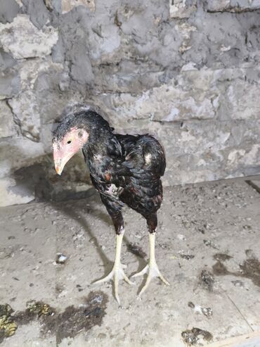 Cücələr: Toyuq cücələri, Damazlıq, Ünvandan götürmə — 10