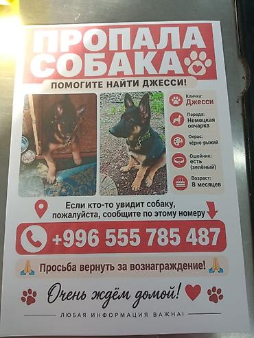 овчарка девочка: Собака даром: Немецкая овчарка, 8 месяцев, Самка — 2