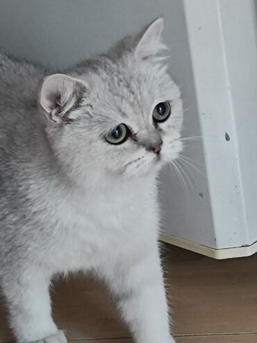 шотландская мраморная кошка: Скотиш Страйт (Шотландская прямоухая), 7 месяцев, Девочка, Серебристая шиншилла, Приучена к лотку, Проглистована